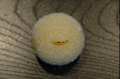 上生菓子-御菓子司きくもとや